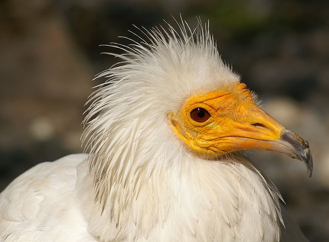 alimoche0