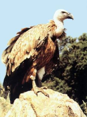 buitre leonado0
