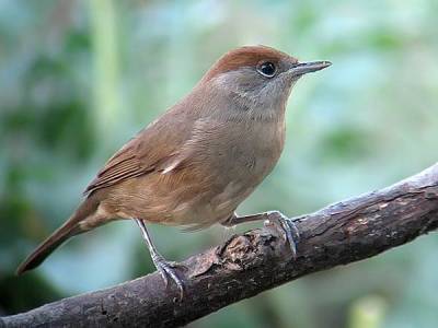capirote hembra