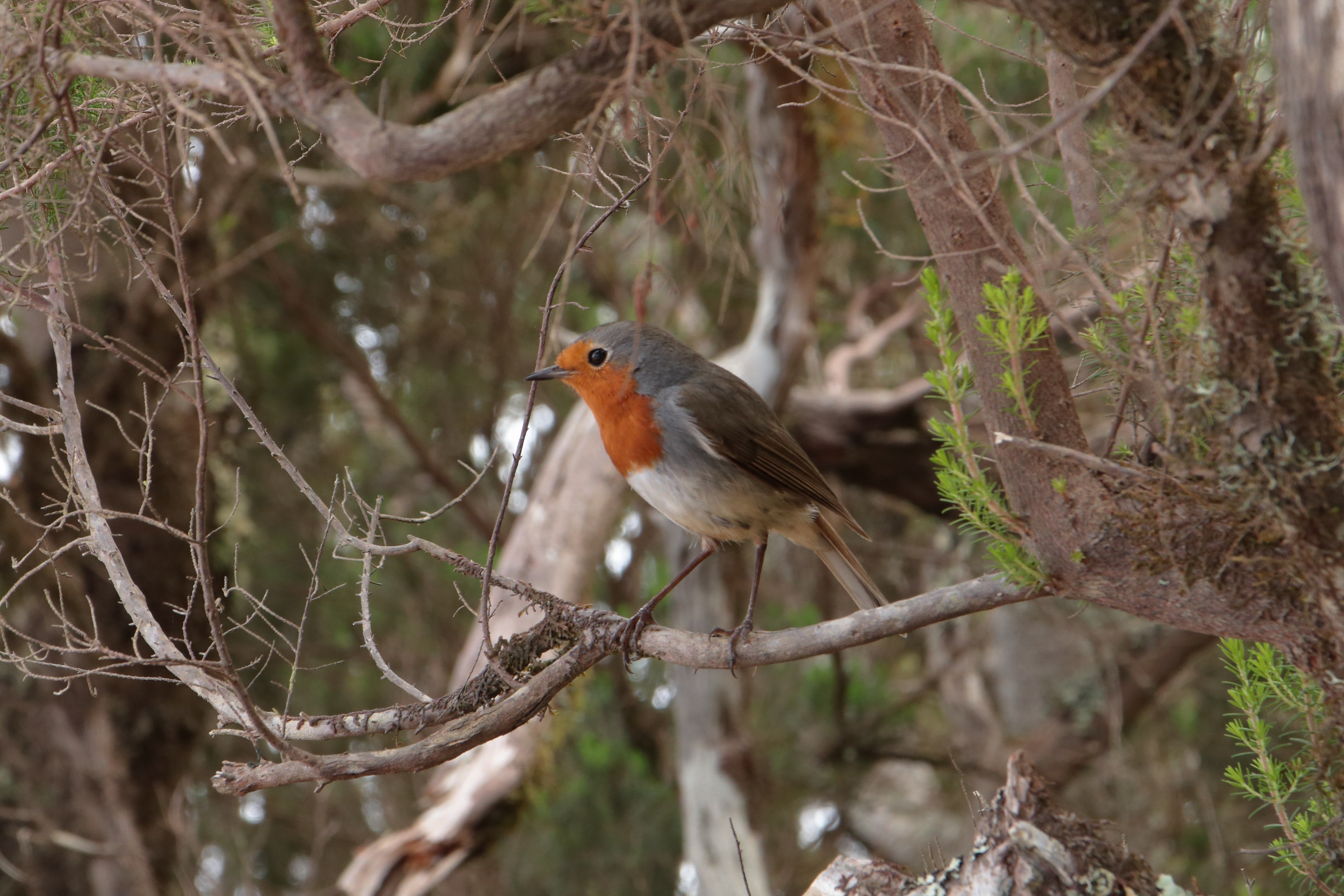 petirrojo canario