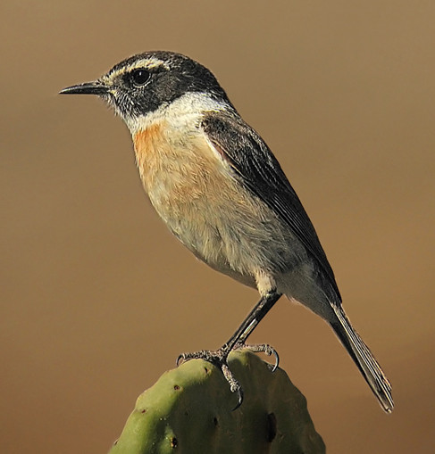 tarabilla canaria0