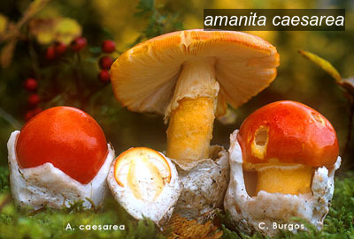amanita caesarea0