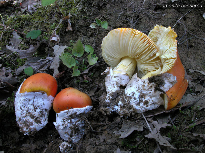 amanita caesarea1