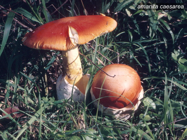amanita caesarea2