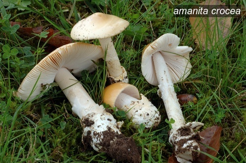 amanita crocea0