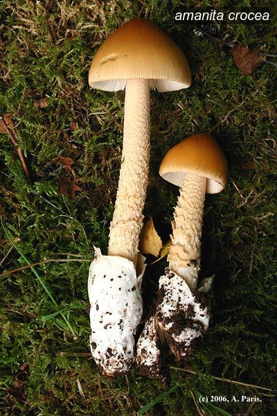 amanita crocea1