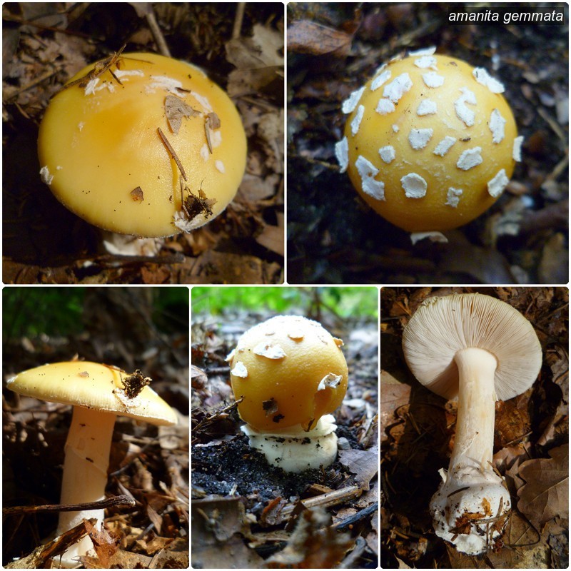 amanita gemmata0