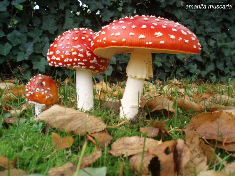 amanita muscaria0