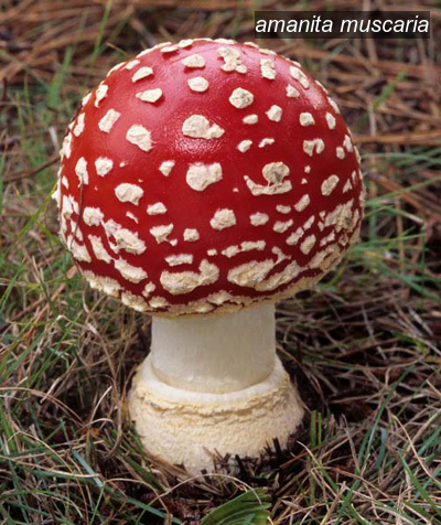 amanita muscaria1