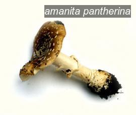 amanita pantherina0