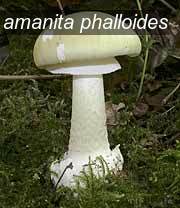 amanita phalloides0