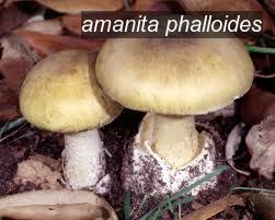 amanita phalloides1