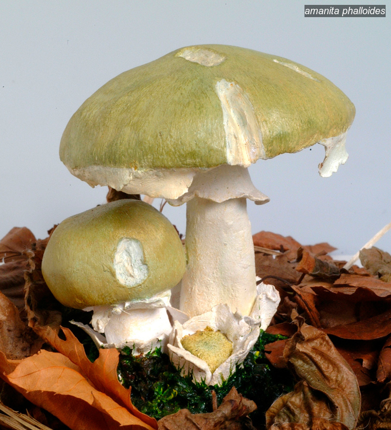 amanita phalloides2