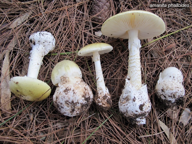 amanita phalloides3