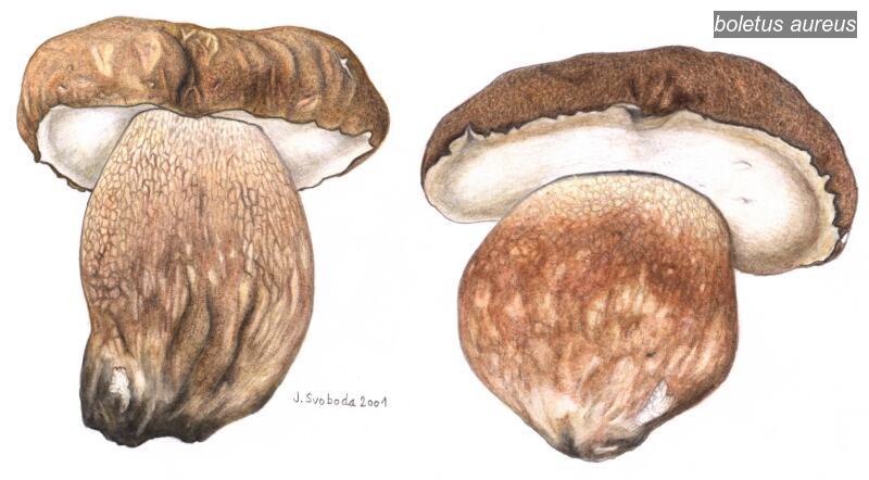 boletus aureus1