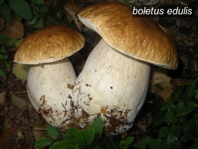 boletus edulis0