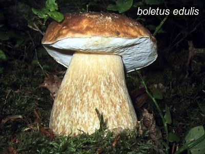boletus edulis1