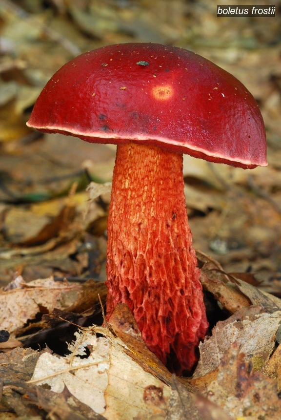 boletus frostii0 boletus frostii0