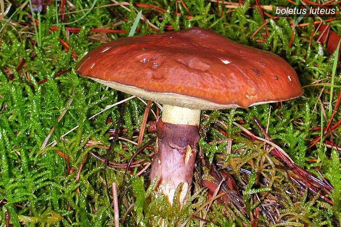 boletus luteus0 boletus luteus0