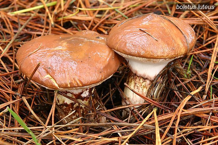 boletus luteus1 boletus luteus1