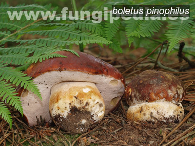 boletus pinophilus0