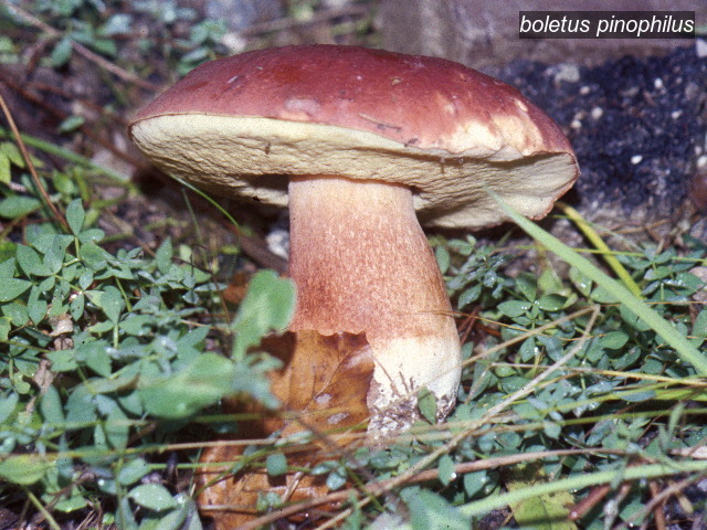 boletus pinophilus1