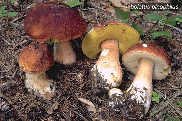 boletus pinophilus2