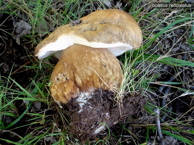 boletus reticulatus0