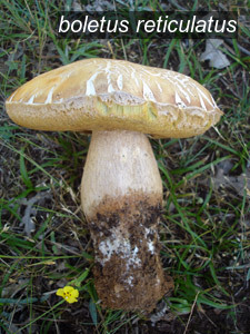 boletus reticulatus1