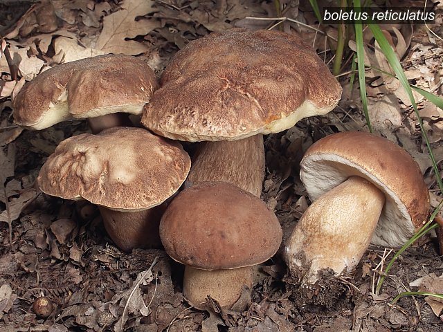 boletus reticulatus2