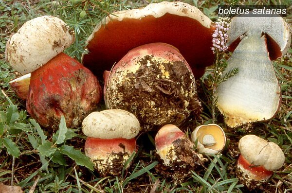 boletus satanas2 boletus satanas2