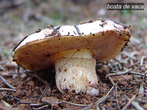 bosta de vaca1 bosta de vaca1
