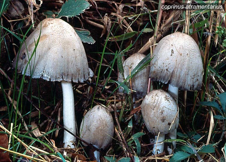 coprinus atramentarius1 coprinus atramentarius1