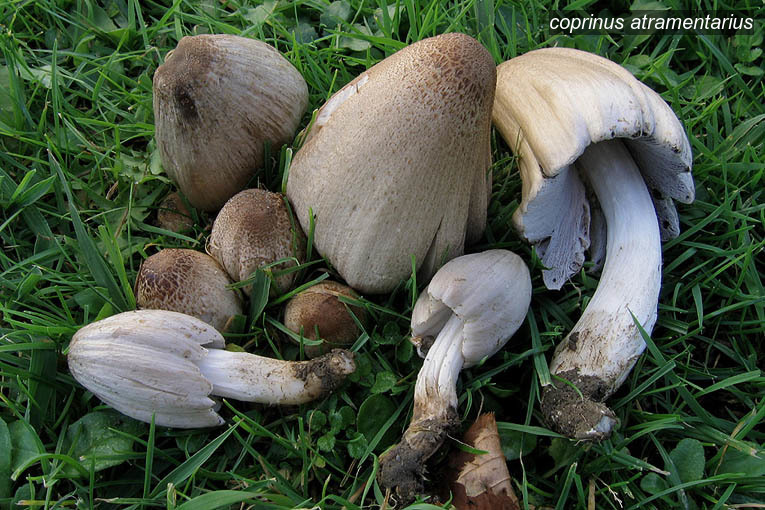 coprinus atramentarius2 coprinus atramentarius2