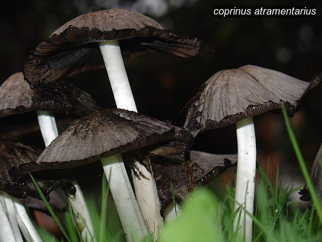 coprinus atramentarius3 coprinus atramentarius3