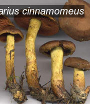 cortinarius cinnamomeus0