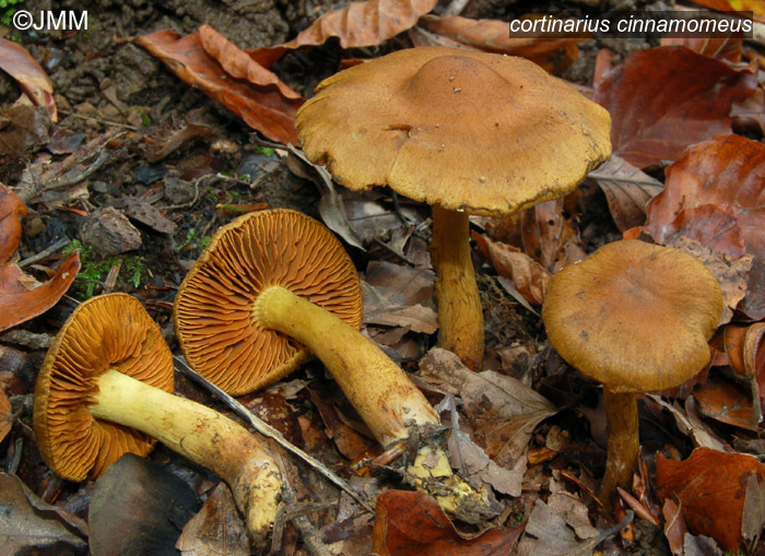 cortinarius cinnamomeus1