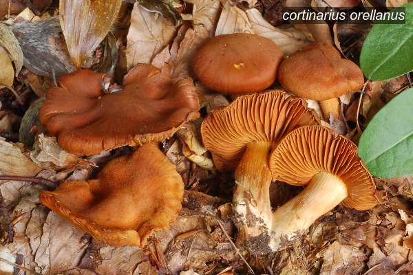 cortinarius orellanus0