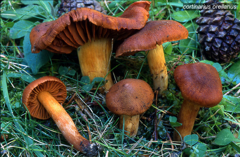 cortinarius orellanus1