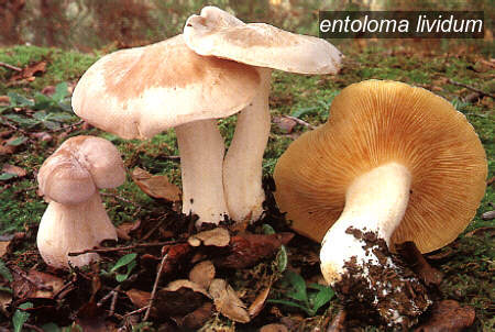 entoloma lividum0