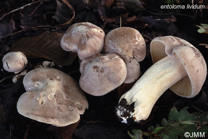 entoloma lividum1