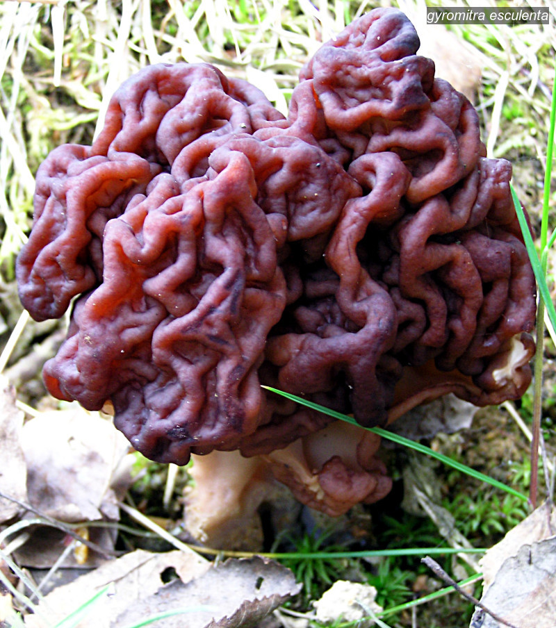 gyromitra esculenta0