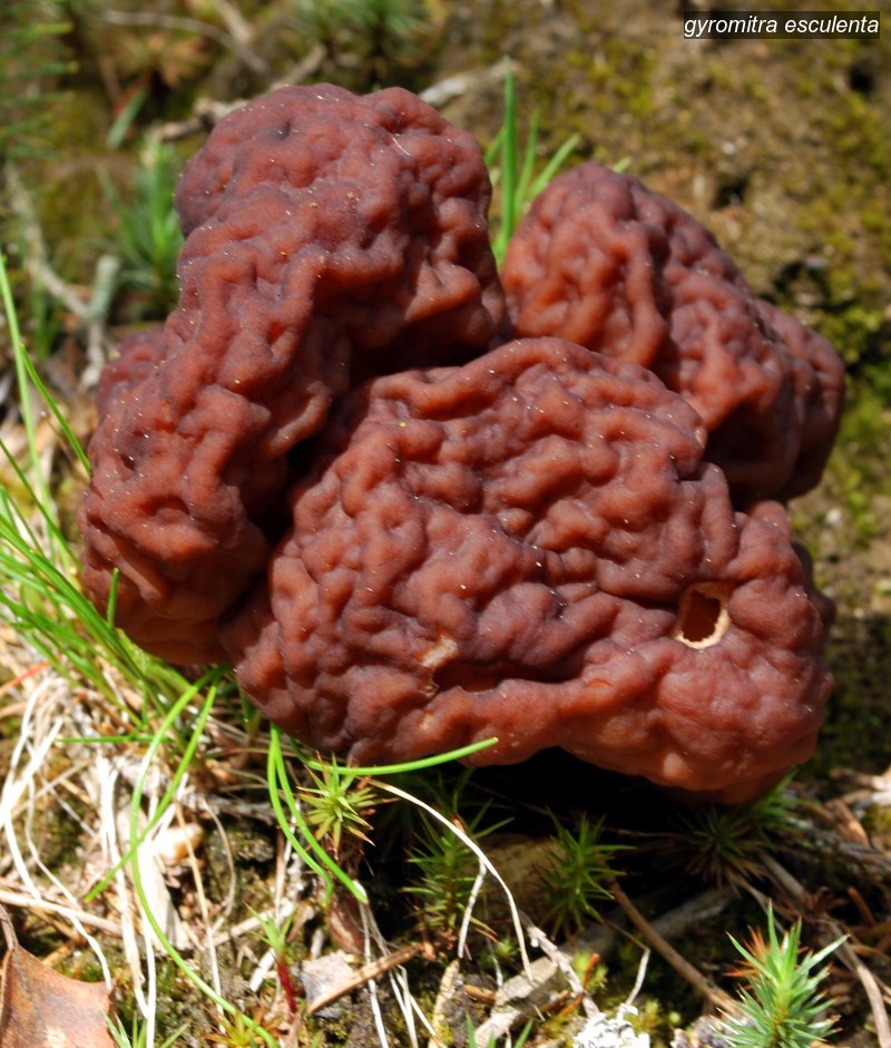 gyromitra esculenta1
