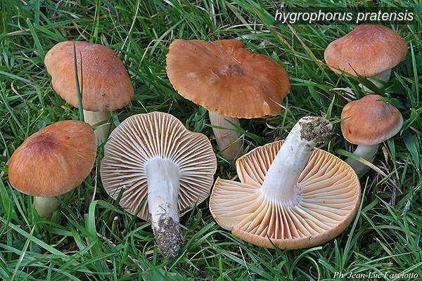 hygrophorus pratensis0