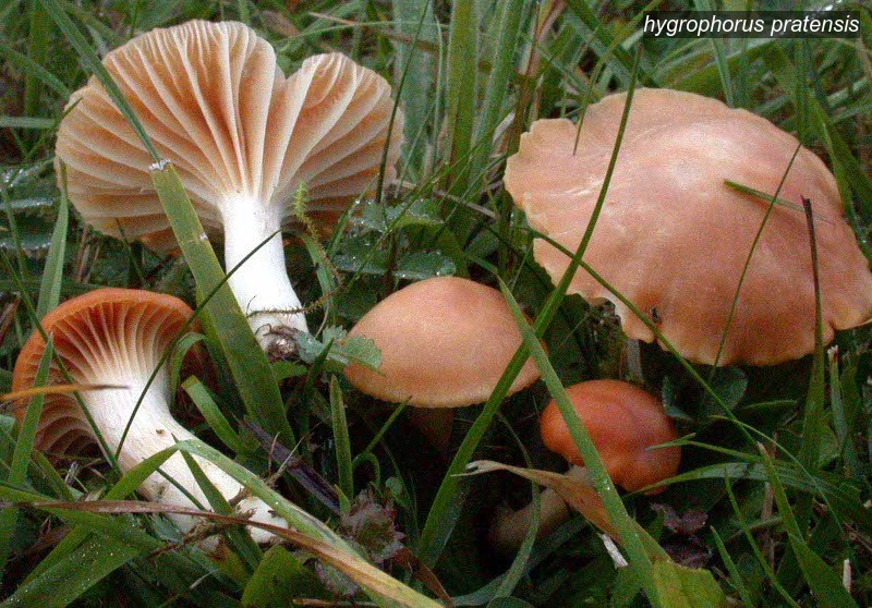hygrophorus pratensis1