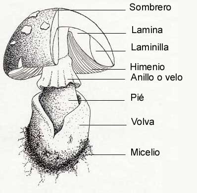 identificacion de setas0