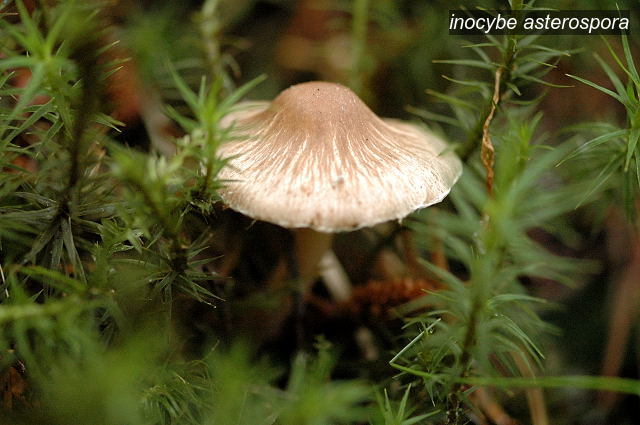 inocybe asterospora0 inocybe asterospora0