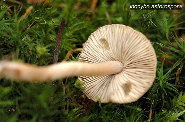 inocybe asterospora1 inocybe asterospora1