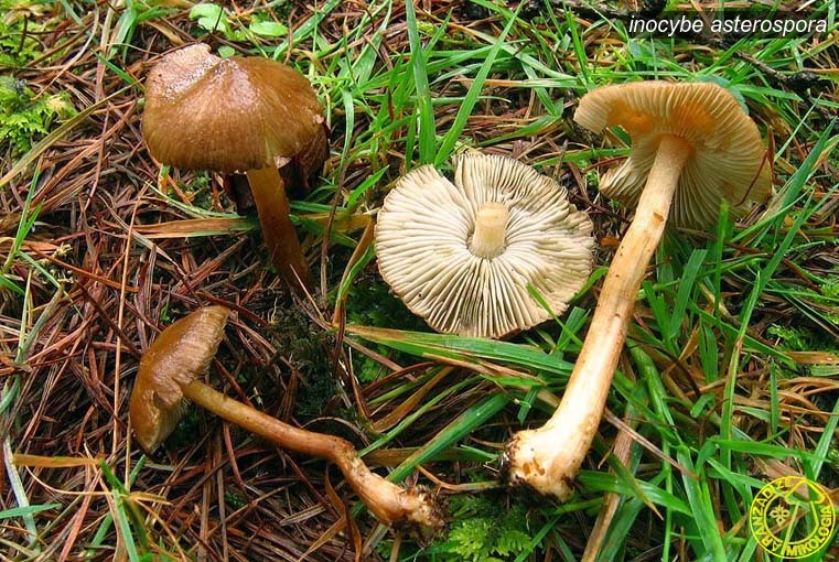 inocybe asterospora2 inocybe asterospora2