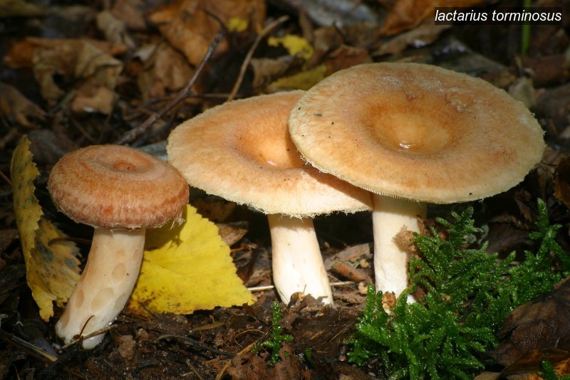 lactarius torminosus1 lactarius torminosus1